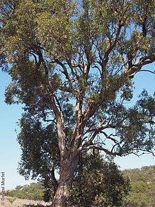 Eucalyptus microcarpa p Denzel Murfet Wirrabara